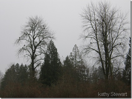 Eagle trees