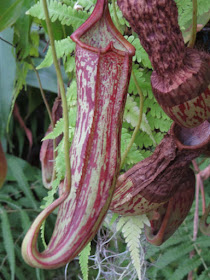 red leopard pitcher plant at Meijer Gardens