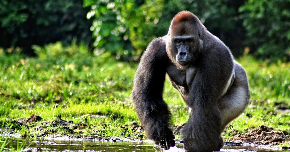 Fakta tentang Gorilla - Ajaib dan Aneh
