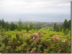 Azaleas and the pacific (Small)
