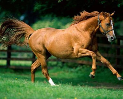 beautiful horses wallpaper. and names of horses of