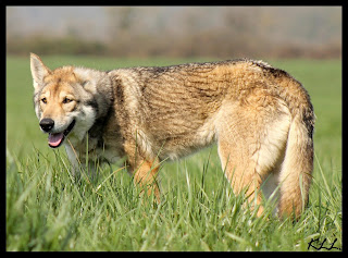 saarloos Canens Africae Cassidy