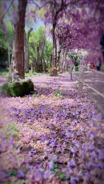 淡水紫藤花園二號水源園區（原紫藤咖啡園二店）紫色隧道好夢幻