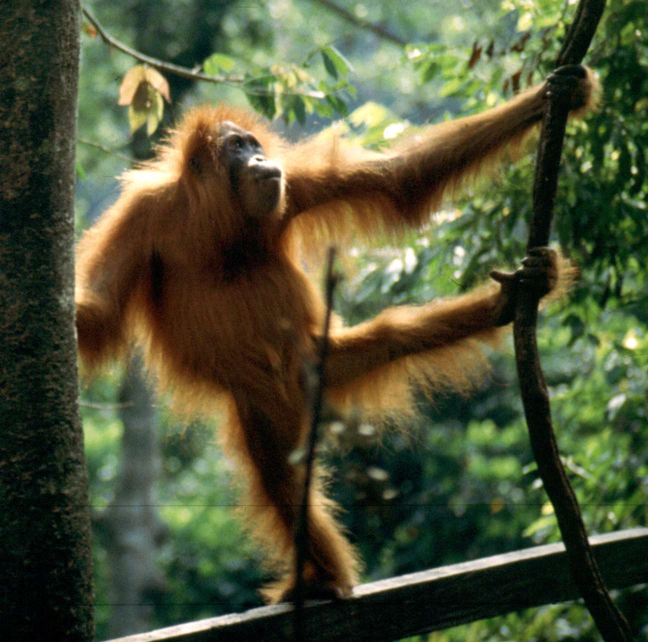 Let's Draw Endangered Species! : ): Sumatran Orangutan