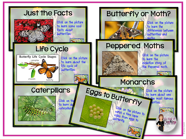 Shows several of the slides that have the life cycle of butterflies.