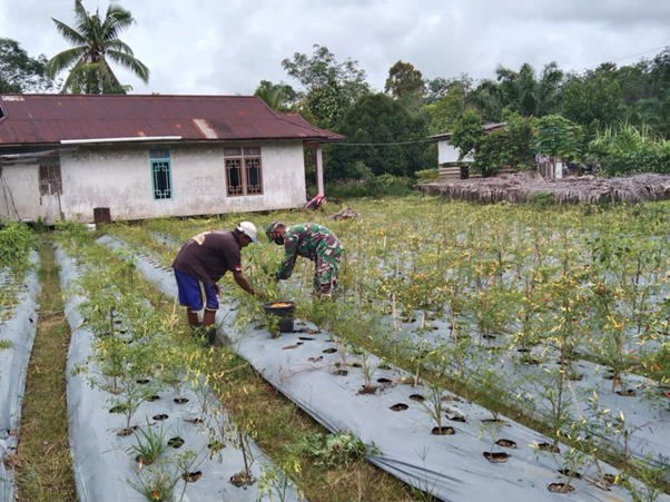 Jalin Keakraban, Satgas TMMD Ke-111 Kodim 1207/Pontianak Bantu Petani Panen Cabai