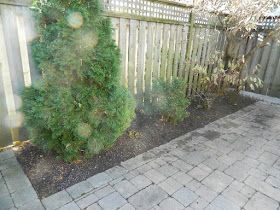 Toronto Greektown on the Danforth Fall Backyard Garden Cleanup after by Paul Jung Gardening Services