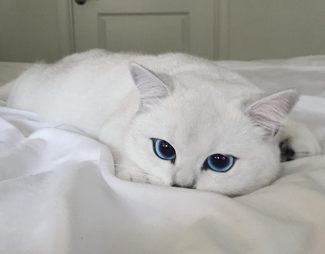 White Wolf : Coby The Cat Has The Most Beautiful Eyes You’ve Ever Seen!