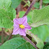 বেঙেনা ফুল | brinjal flowers | Assam Tree | Begana Ful | 