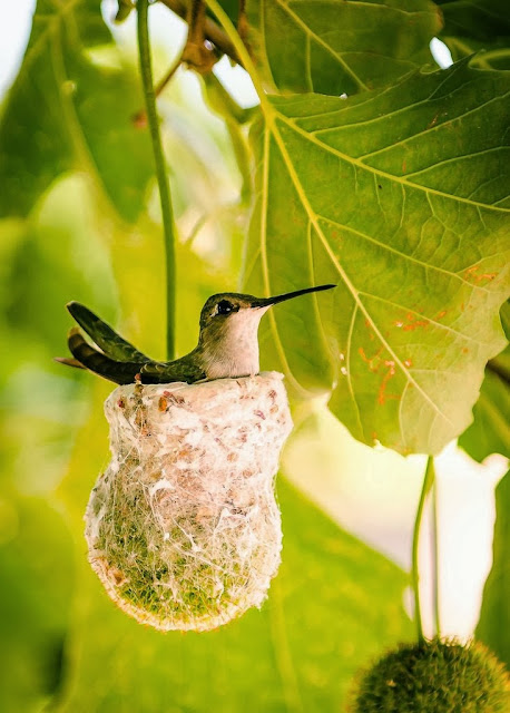 Hummingbird relaxing in her nest