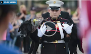 ‘He can feel it’: Hundreds arrive to say farewell to marine dog