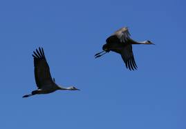 Crane wallpaper,crane images,crane photo,cute crane,beautiful crane,cranes,the crane,the cranes,crane birds,crane,birds,birds picture,about birds,birds images birds photo,birds picture