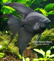Dunia Ikan Hias - Black Veiltail Manfish