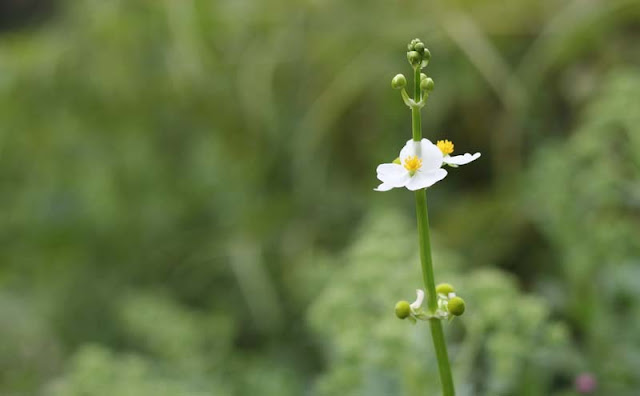 Broadleaf Arrowhead Flowers Pictures