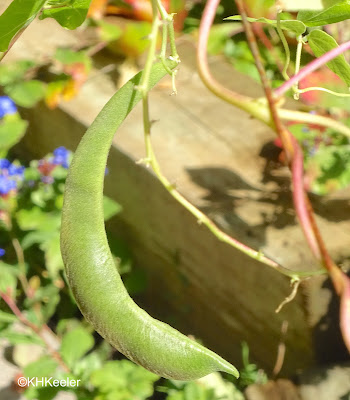 scarlet runner bean pod