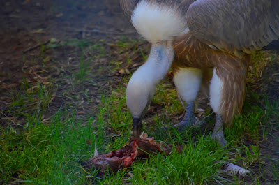 Gänsegeier, Griffon aasvoël, Shkaba Griffon, Griffon vulture, シロエリハゲワシ、Sai arrea, Белоглав лешояд, Gåsegrib, Kaeluskotkas, Hanhikorppikotka, Vautour fauve, 