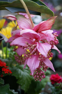 Medinilla magnifica - Médinille magnifique