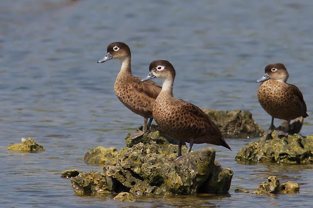 Andaman Endemic Birds