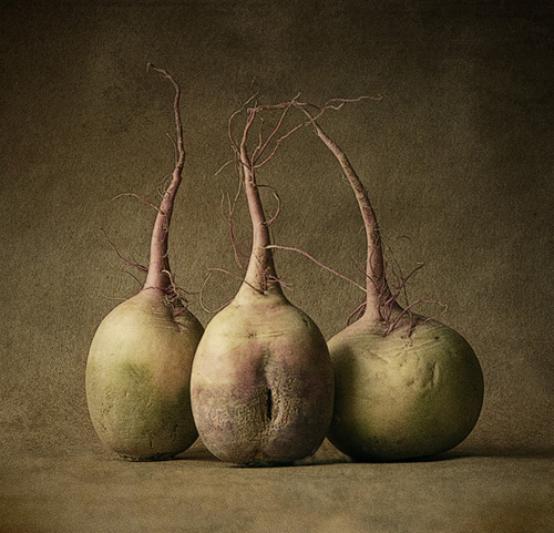 Still Life Photography