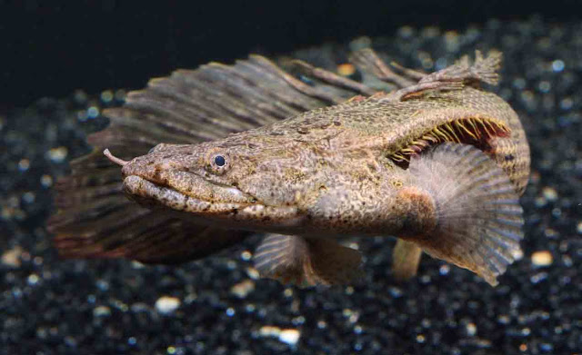 Ikan Palmas Congicus