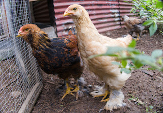 chickens in Puriscal