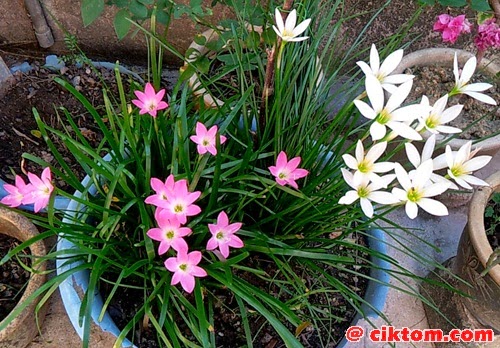 Pokok Bunga Bawang Pink dan Putih