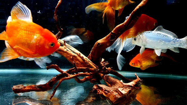 How to setup a cheap Goldfish aquarium?