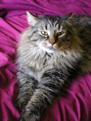 maine coon cats