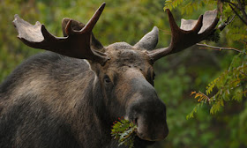 Canadian Moose image
