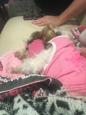 Sleepy Chanel wearing a Dog T-Shirt