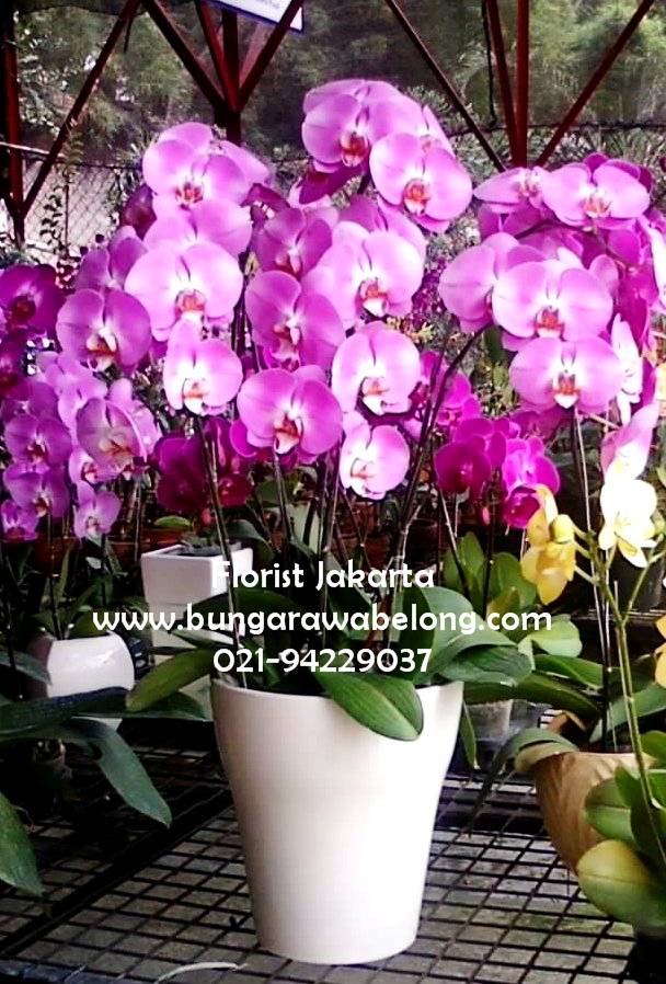 Toko Bunga Rawa Belong - Florist Jakarta  Indonesia 