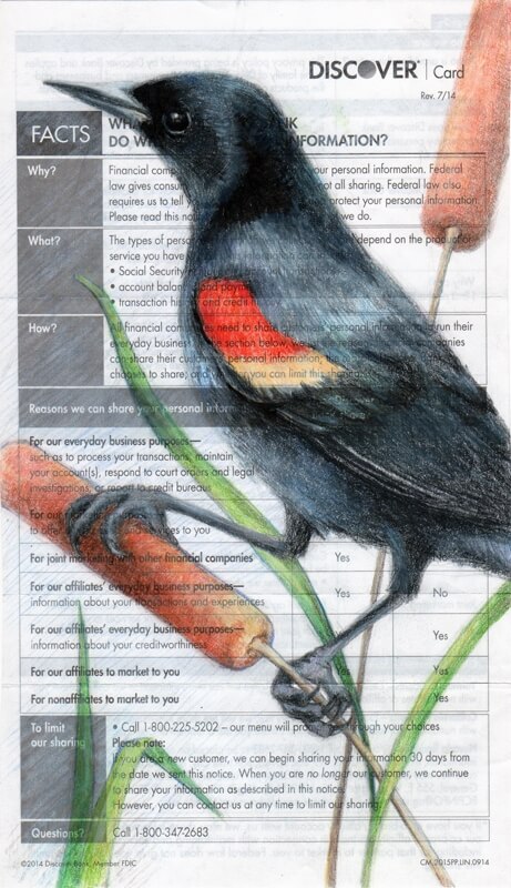 09-Redwing-blackbird-marsh-Bird-Drawings-Paula-Swisher-www-designstack-co