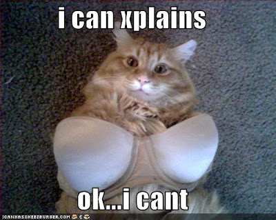 funny cats pictures with words. funny cat pictures with words