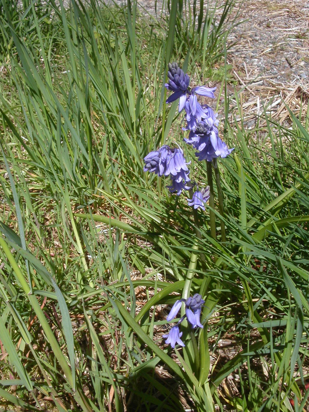 The Blue Flax flowers last