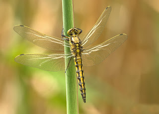 dragonfly black and white