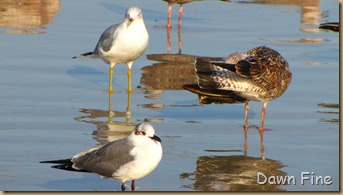 pond and gull fly in_095