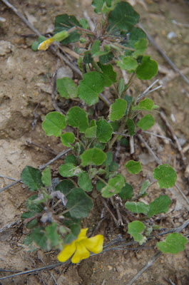 Кислица дихондролистная (Oxalis dichondrifolia)