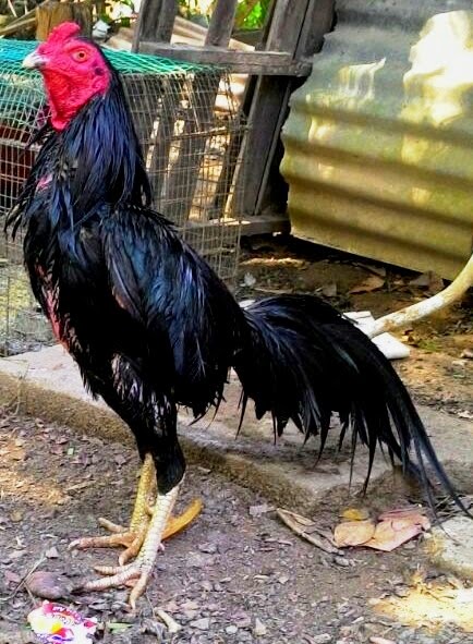 Ayam Bangkok Kaki Hitam Pukul Mati Yang Misterius Di Arena