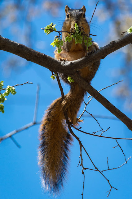 Fox Squirrel, Centennial Park