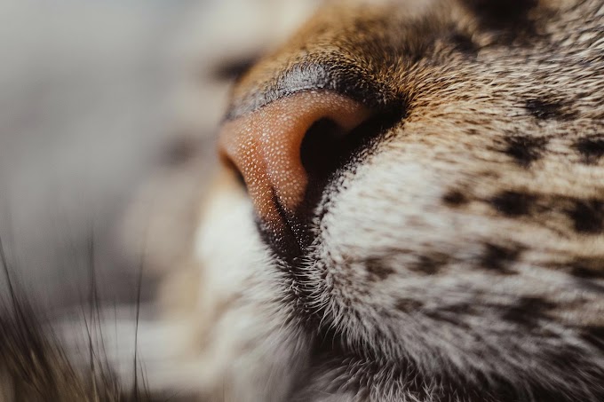 Decoding Feline Sensory Superpowers: The Intricate Nasal Airway of Cats