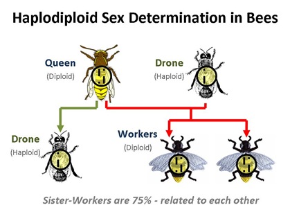 Haplo Bees