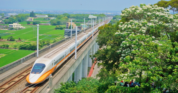 台中外埔水流東桐花步道、高鐵觀景台，賞桐花近距離觀賞高鐵呼嘯而過