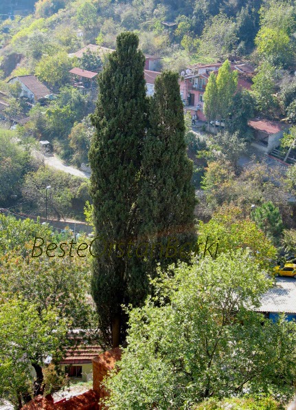 The Nature Of My Memories Cypress Tree