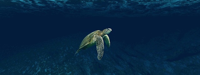 Tortugas Terrestres en Costa Rica