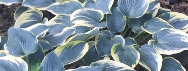 First Frost hosta leaves