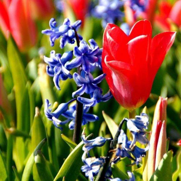 Os lindos campos de tulipas da Holanda