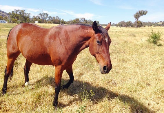 Copper chillin' - A Riding Habit