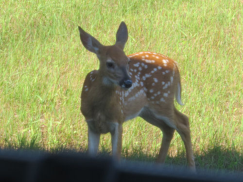 fawn