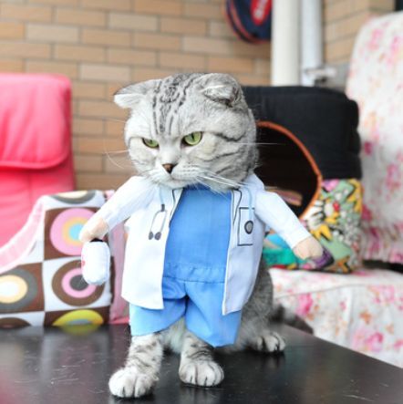 Beautiful Cute Cat in Doctor's Costume