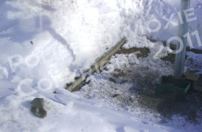 Picture of a squirrel digging in a snow bank